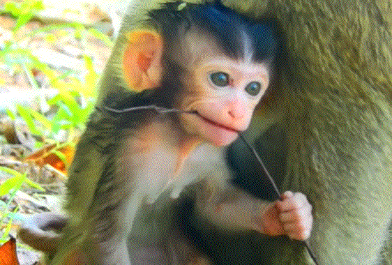 Newborn baby in torn cloth in forest clearing near Angkor Wat ruins, Cambodia.