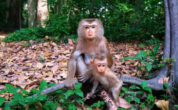 Baby monkey Luna exploring the Angkor Wat forest with her family