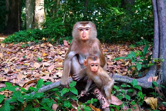 Baby monkey Luna exploring the Angkor Wat forest with her family