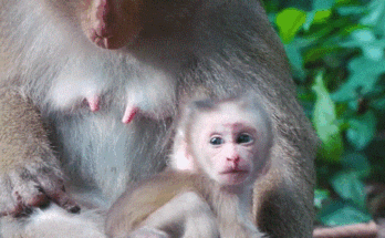 Mother monkey Luna guides her baby through the forest, encouraging the tiny steps of independence beneath the trees of Angkor Wat.