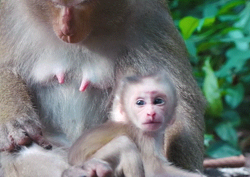 Mother monkey Luna guides her baby through the forest, encouraging the tiny steps of independence beneath the trees of Angkor Wat.