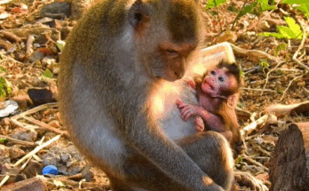 Baby monkey Sippo crying as his mother gently pulls him away from milk feeding in Angkor Wat forest.
