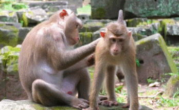 A tiny lynx cub and her friend Leo play and tumble together in a sunlit clearing of the Angkor forest.