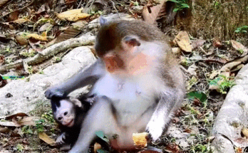 A mother holding her young daughter’s hand, walking under morning light among ancient stone towers and jungle foliage at Angkor Wat.