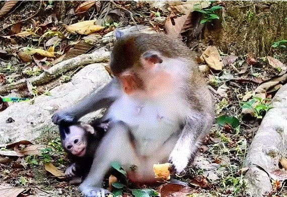 A mother holding her young daughter’s hand, walking under morning light among ancient stone towers and jungle foliage at Angkor Wat.