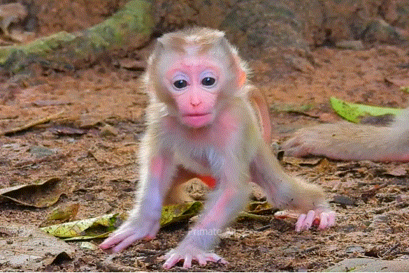 A Cambodian mother in a simple woven cloth holds her newborn baby in a softly lit forest near Angkor Wat, baby’s tiny feet touching the forest floor.