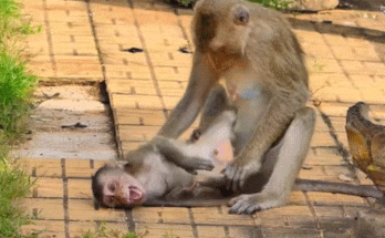 Mother monkey Luna holds her frightened baby close after a fall in the Angkor Wat forest, sunlight touching their fur beneath the ancient temple trees