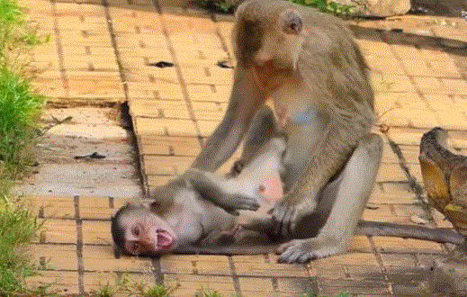 Mother monkey Luna holds her frightened baby close after a fall in the Angkor Wat forest, sunlight touching their fur beneath the ancient temple trees.