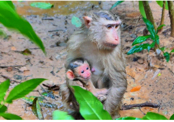 A young Cambodian mother shelters her newborn baby under the rain, seated among the ruins of Angkor Wat forest.