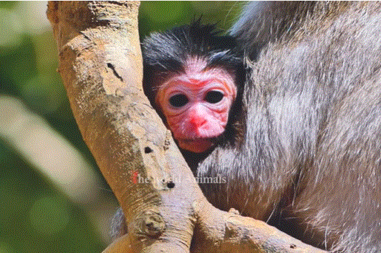 Newborn baby monkey Naina rests safely in mother Nanda’s arms moments after birth in Angkor Wat forest.