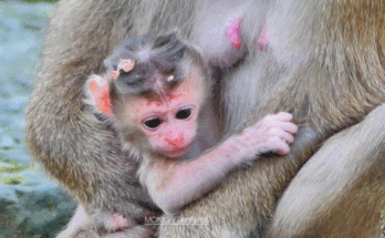 Mother monkey Rose holding her newborn baby girl in Angkor Wat forest, showcasing a tender mother-child bond.