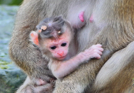 Mother monkey Rose holding her newborn baby girl in Angkor Wat forest, showcasing a tender mother-child bond.
