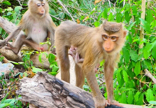A young monkey mother looks weary and hungry, clutching her baby as she searches for food amid the moss-covered ruins of Angkor Wat forest.