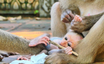 Mother monkey gently stops her baby from eating dangerous fruit in the Angkor Wat forest, holding him protectively and showing a deep emotional bond.