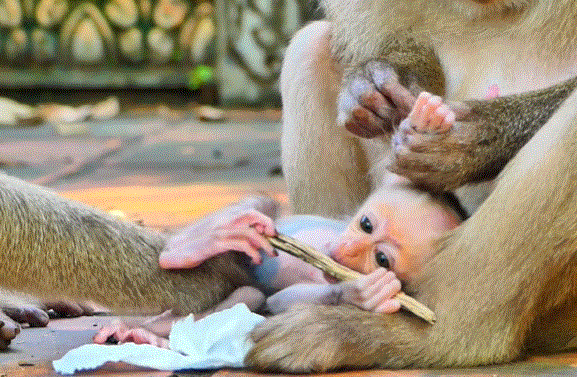 Mother monkey gently stops her baby from eating dangerous fruit in the Angkor Wat forest, holding him protectively and showing a deep emotional bond.