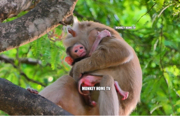Young monkey mother tenderly holding her newborn in the forest near Angkor Wat.