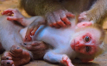 Baby monkey Leo sitting sadly while being rejected by his mother Libby in Angkor Wat forest.