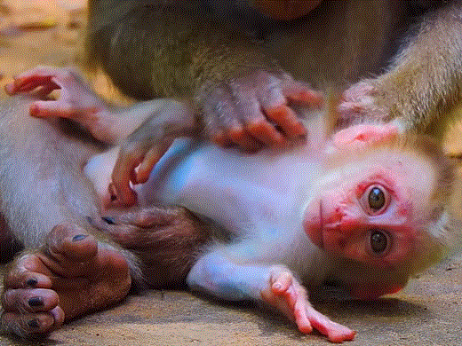 Baby monkey Leo sitting sadly while being rejected by his mother Libby in Angkor Wat forest.