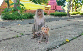 A small baby monkey lying alone on the forest floor of Angkor Wat, watched by an older female macaque.