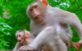 Rose, a mother monkey at Angkor Wat, rests beneath a fig tree as she patiently works through a hard labor to bring her second baby into the world