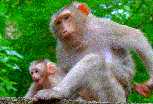 Rose, a mother monkey at Angkor Wat, rests beneath a fig tree as she patiently works through a hard labor to bring her second baby into the world.