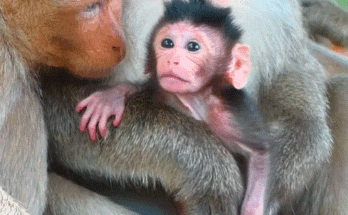 Heartbreaking moment in Angkor Wat forest — a jealous female monkey clutching a baby while the real mother cries out in despair.