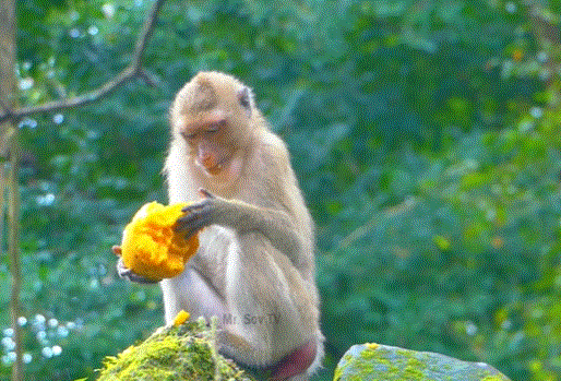 Heartbreaking moment in Angkor Wat forest — a jealous female monkey clutching a baby while the real mother cries out in despair.