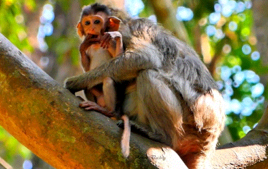 Mother monkey Jinx gently comforting her baby Lilo after refusing him milk beneath the ancient trees of Angkor Wat.