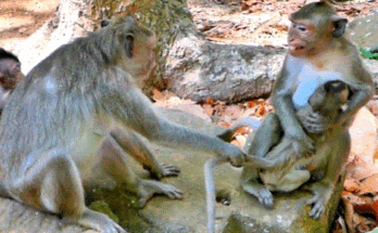 A tender moment as Baby Jada, the tiny monkey, seeks warmth and comfort in the arms of her mother beneath the ancient trees of Angkor Wat.
