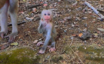 Young mother monkey SABE lovingly holding her newborn baby in the peaceful Angkor Wat forest.