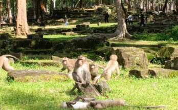 A group of macaque monkeys playing in a lush green clearing in the Angkor Wat forest, bathed in soft monsoon light.