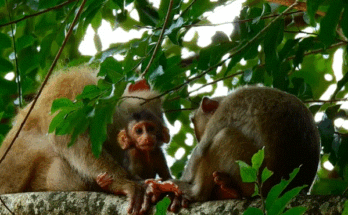 Rose gently rescuing baby Rainbow from a wooden cage in the Angkor Wat forest, with sunlight touching their fur.
