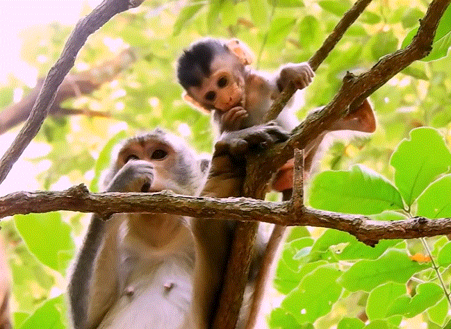 Jungle path under towering trees at dusk — evokes mystery, danger, and hope.