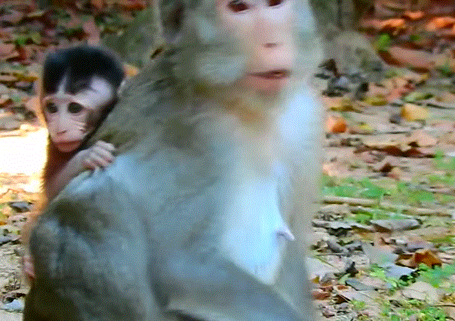 Baby macaque clutching its mother in fear, in a forest near ancient Angkor ruins.