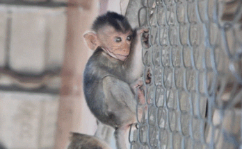 Baby monkey Tesla huddled in a net cage, trembling and calling out for his mother, Teva, in the forest near Angkor Wat.
