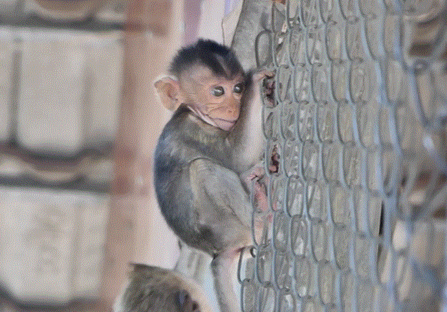 Baby monkey Tesla huddled in a net cage, trembling and calling out for his mother, Teva, in the forest near Angkor Wat.