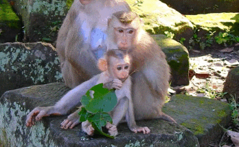 Hungry baby monkey Jacee reaching toward Luna for comfort while Lynx watches closely in the Angkor Wat forest.