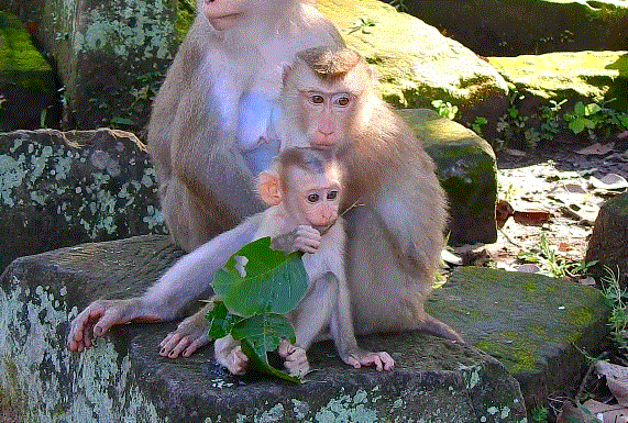 Hungry baby monkey Jacee reaching toward Luna for comfort while Lynx watches closely in the Angkor Wat forest.