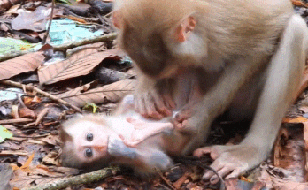 Baby monkey and mother monkey cuddling in the forest at dawn near ancient Angkor trees.