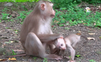 “Mother monkey at Angkor Wat holding her baby tightly after a frightening moment, both looking emotional under soft forest light.”