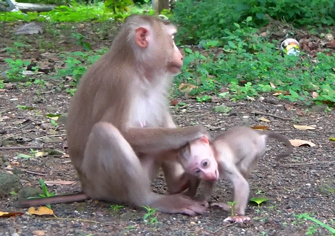 Mother monkey at Angkor Wat holding her baby tightly after a frightening moment, both looking emotional under soft forest light.