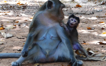 A young mother monkey lifting her newborn baby from the leaves in the Angkor Wat forest as sunlight shines through the trees.