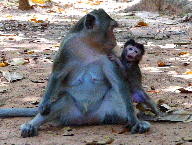 A young mother monkey lifting her newborn baby from the leaves in the Angkor Wat forest as sunlight shines through the trees.