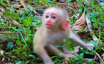 Baby Leo crying loudly in the Angkor Wat forest while reaching for his mother, showing emotional expression and tiny trembling hands