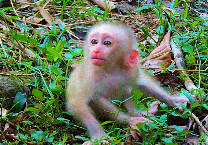 Baby Leo crying loudly in the Angkor Wat forest while reaching for his mother, showing emotional expression and tiny trembling hands