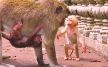 Little Luna with tearful eyes reaching to hold Baby Bella’s hand in the Angkor Wat forest.
