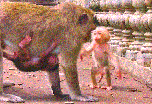 Little Luna with tearful eyes reaching to hold Baby Bella’s hand in the Angkor Wat forest.