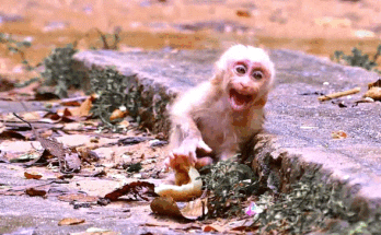 A tiny baby monkey sits alone under heavy rain in the Angkor Wat forest, looking sad and abandoned.