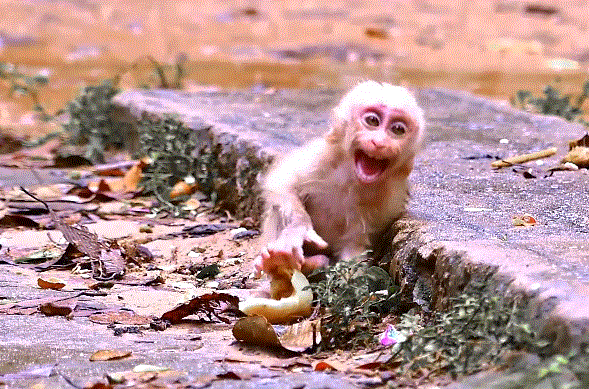 A tiny baby monkey sits alone under heavy rain in the Angkor Wat forest, looking sad and abandoned.