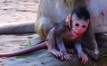 A newborn macaque crying on the forest floor at Angkor Wat as an older mother nudges her away, with soft morning light filtering through ancient trees.